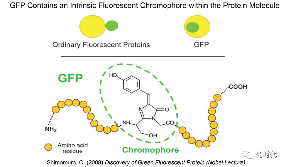 徐亦迅博士 ｜“诺光灯”下的科学史掠影 (下)——2008年化学奖：生物发光现象与绿色荧光蛋白的发现