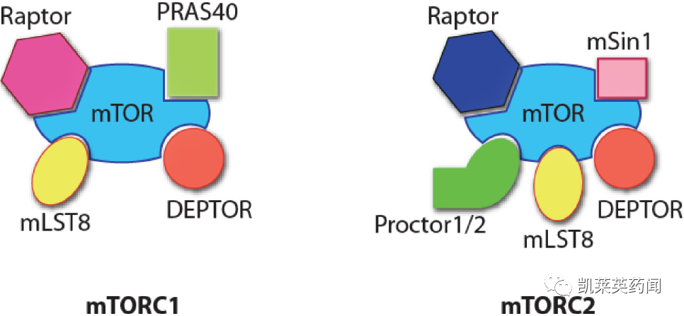 mTOR靶点的老药和新面孔