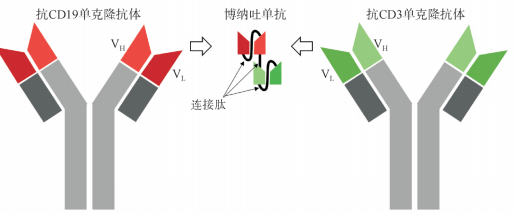 同台打擂！CD19靶点集CAR-T、双抗、单抗、ADC四路“开花”