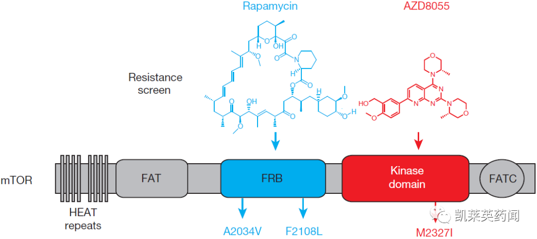 mTOR靶点的老药和新面孔