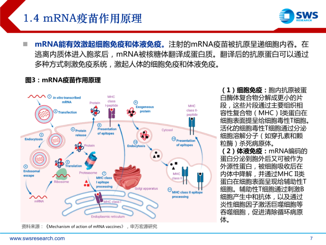 mRNA行业深度报告：乘势而起，时代新秀