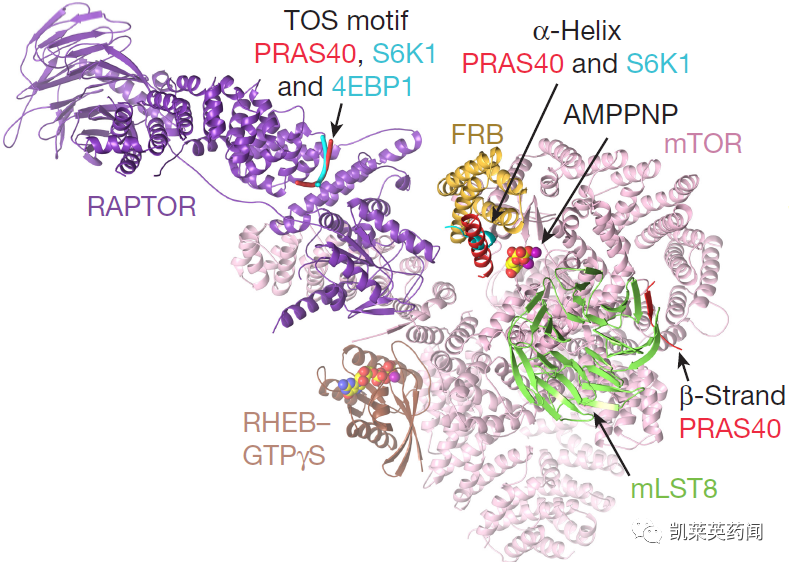 mTOR靶点的老药和新面孔