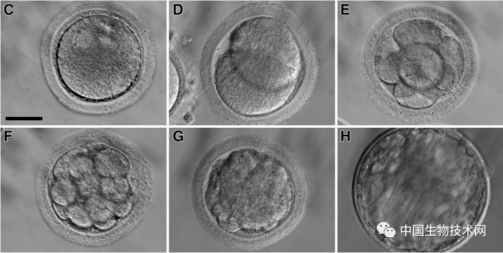 重大突破！科学家用恒河猴的胚胎干细胞在体外分化出功能性精子细胞