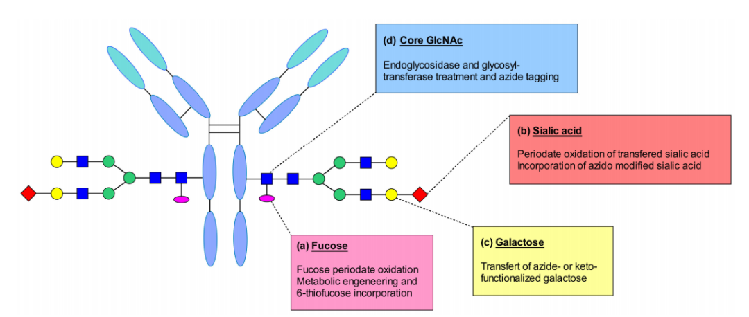 收藏！ADC全景概况（payload，linker，conjugate和Endocytosis）