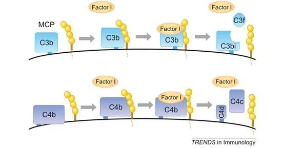 Fortis Therapeutics开发CD46免疫疗法，已完成4000万美元A轮融资