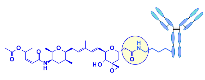 收藏！ADC全景概况（payload，linker，conjugate和Endocytosis）