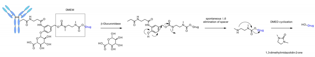 收藏！ADC全景概况（payload，linker，conjugate和Endocytosis）