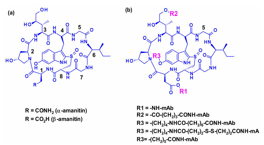 收藏！ADC全景概况（payload，linker，conjugate和Endocytosis）