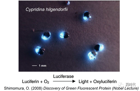 徐亦迅博士 ｜“诺光灯”下的科学史掠影 (下)——2008年化学奖：生物发光现象与绿色荧光蛋白的发现