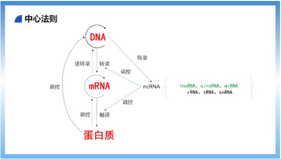 mRNA技术风头正劲，tRNA疗法又来了，这一黑科技将在医药领域掀起怎样的旋风？