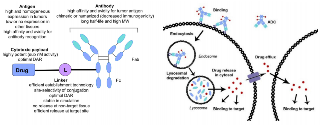 收藏！ADC全景概况（payload，linker，conjugate和Endocytosis）