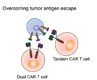 多靶点CAR-T细胞疗法！