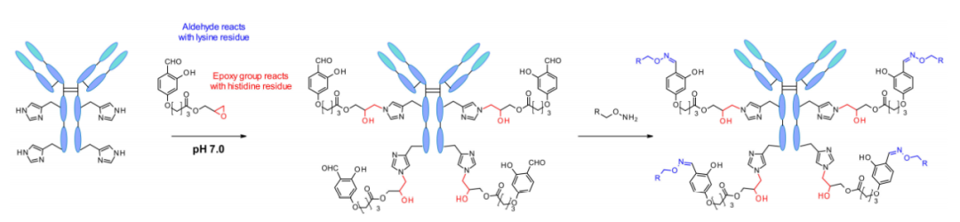 收藏！ADC全景概况（payload，linker，conjugate和Endocytosis）