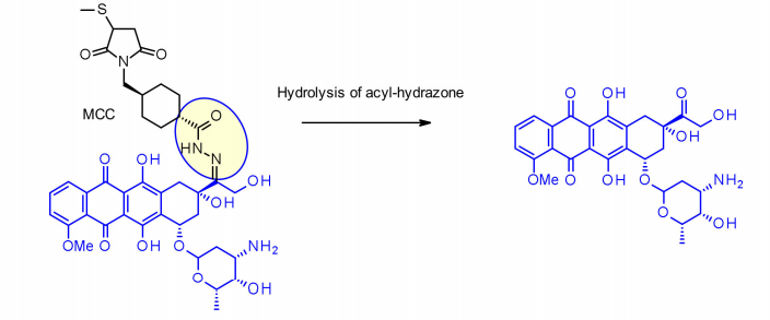 收藏！ADC全景概况（payload，linker，conjugate和Endocytosis）