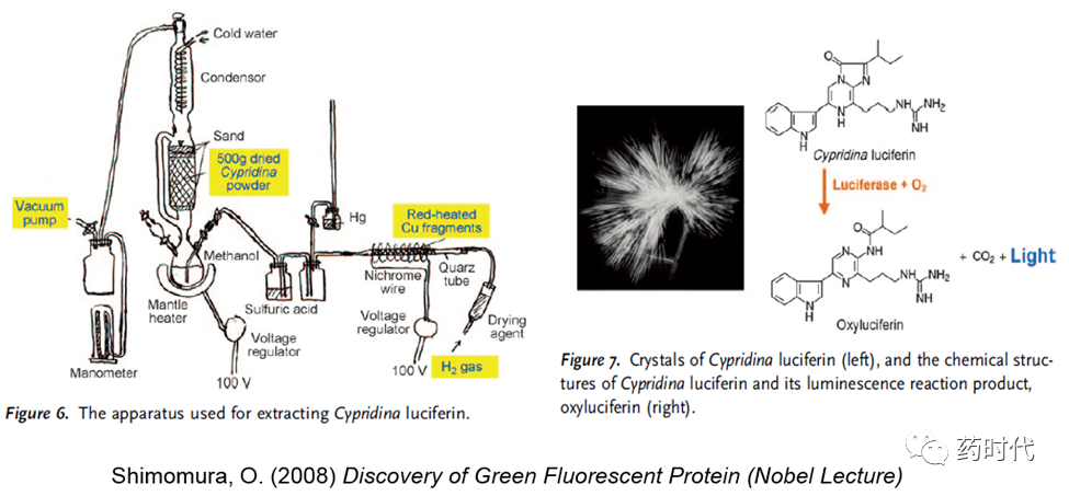 徐亦迅博士 ｜“诺光灯”下的科学史掠影 (下)——2008年化学奖：生物发光现象与绿色荧光蛋白的发现