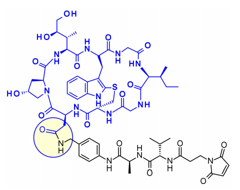 收藏！ADC全景概况（payload，linker，conjugate和Endocytosis）