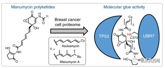 聚焦药靶：穿胶水的“恶魔”，靶向蛋白降解剂中分子胶的最新进展
