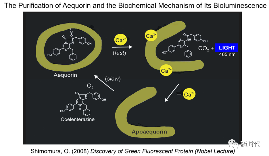 徐亦迅博士 ｜“诺光灯”下的科学史掠影 (下)——2008年化学奖：生物发光现象与绿色荧光蛋白的发现
