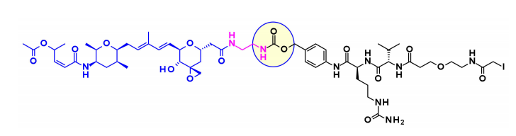 收藏！ADC全景概况（payload，linker，conjugate和Endocytosis）