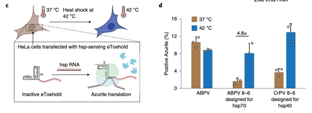 Nature：解决基因疗法脱靶效应新利器