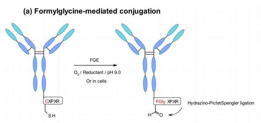 收藏！ADC全景概况（payload，linker，conjugate和Endocytosis）