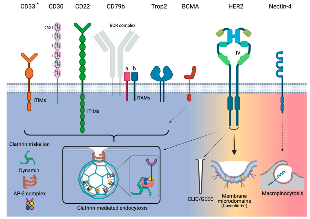 收藏！ADC全景概况（payload，linker，conjugate和Endocytosis）