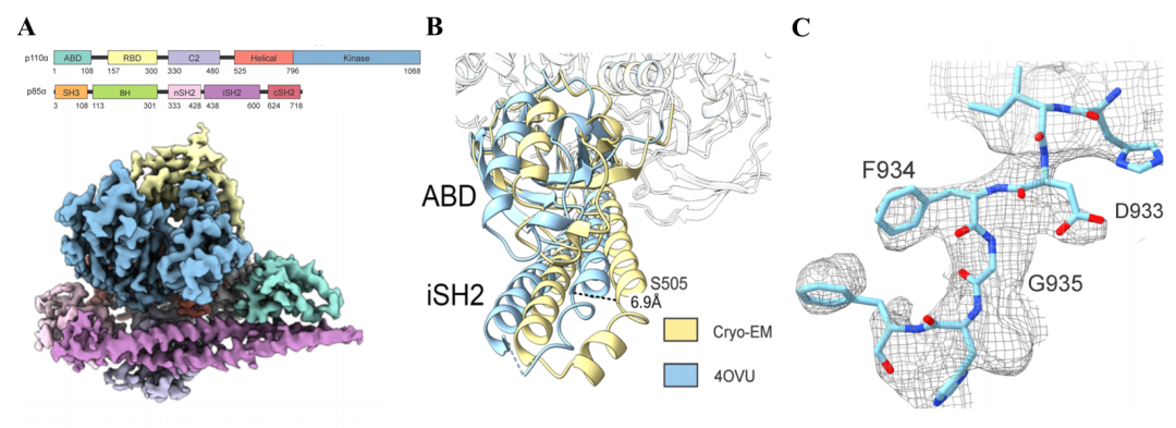 里程碑！PNAS | 人源全长PI3Kα复合物三维结构成功解析（附：邵峰院士、叶德全院长点评）