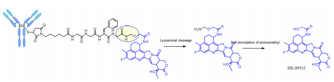 收藏！ADC全景概况（payload，linker，conjugate和Endocytosis）