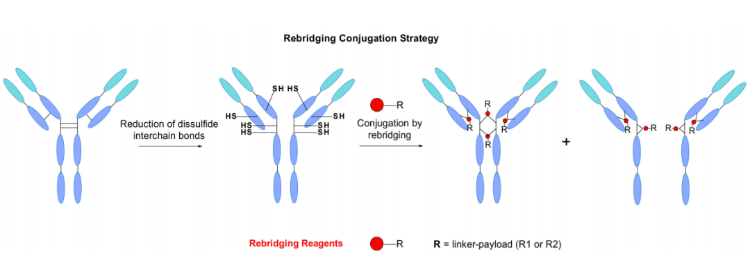 收藏！ADC全景概况（payload，linker，conjugate和Endocytosis）