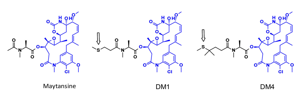 收藏！ADC全景概况（payload，linker，conjugate和Endocytosis）