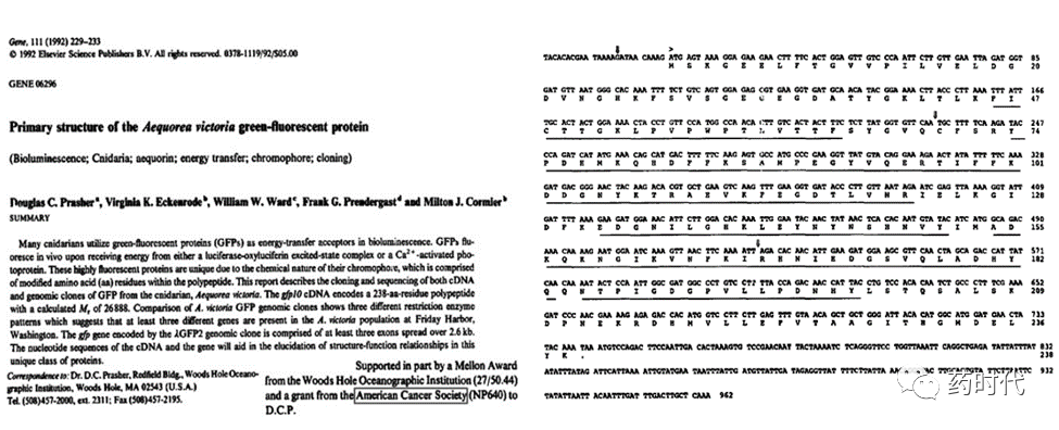 徐亦迅博士 ｜“诺光灯”下的科学史掠影 (下)——2008年化学奖：生物发光现象与绿色荧光蛋白的发现