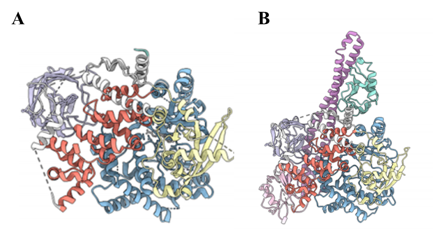 里程碑！PNAS | 人源全长PI3Kα复合物三维结构成功解析（附：邵峰院士、叶德全院长点评）