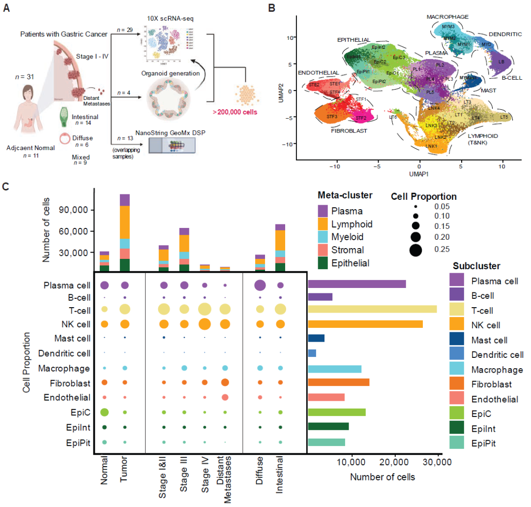 Cancer Discovery：迄今最大、最详细胃癌单细胞图谱