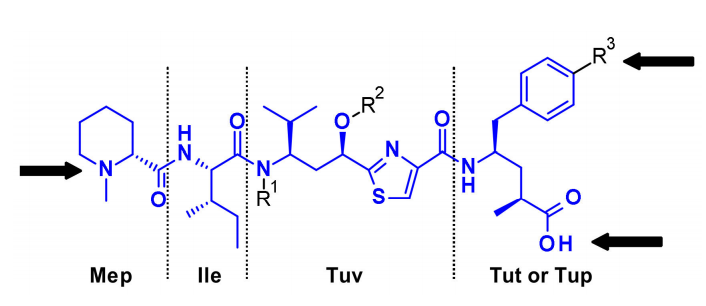 收藏！ADC全景概况（payload，linker，conjugate和Endocytosis）