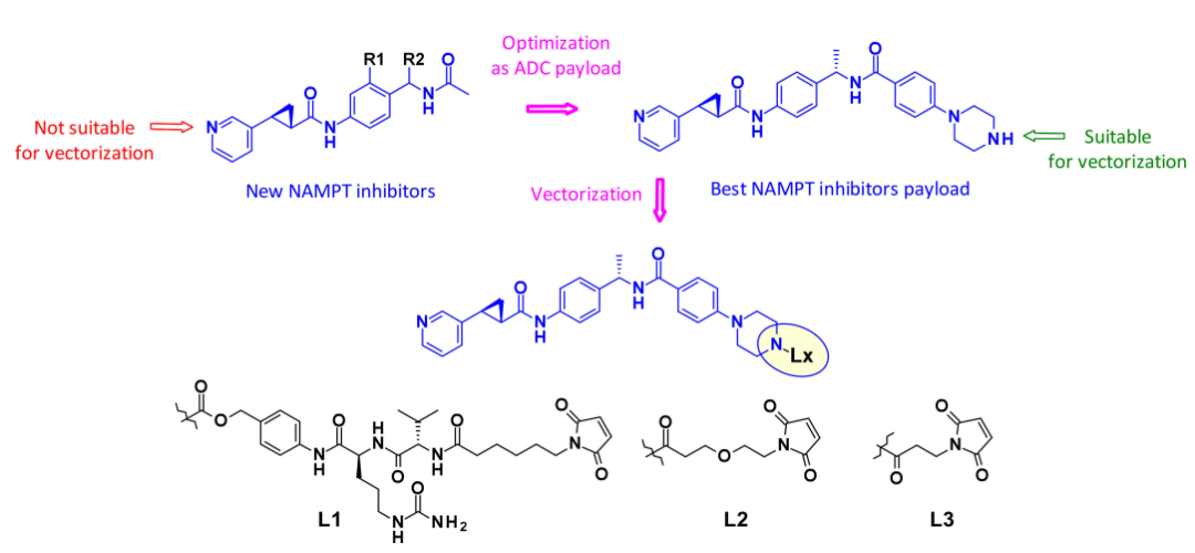 收藏！ADC全景概况（payload，linker，conjugate和Endocytosis）