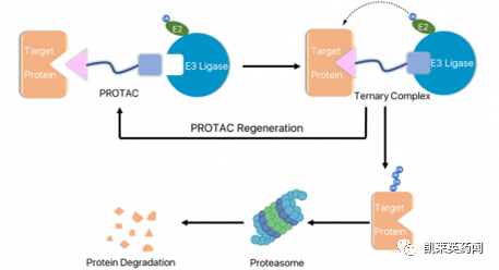 聚焦药靶：小分子药的春天，PROTAC的最新研究进展