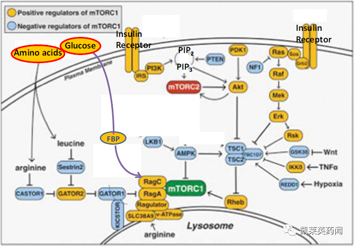 mTOR靶点的老药和新面孔
