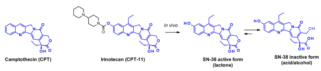 收藏！ADC全景概况（payload，linker，conjugate和Endocytosis）