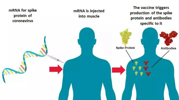 福奇、Scripps所长最新点评mRNA技术：它的强大源自基础科学，目前无法探测到它的边界
