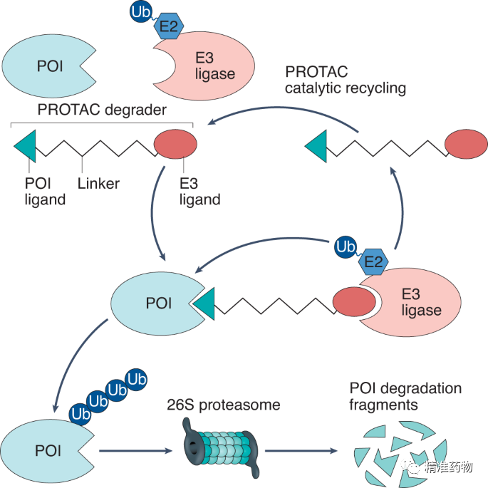 【Nature子刊】PROTAC淘金热的背后：缺陷和风险