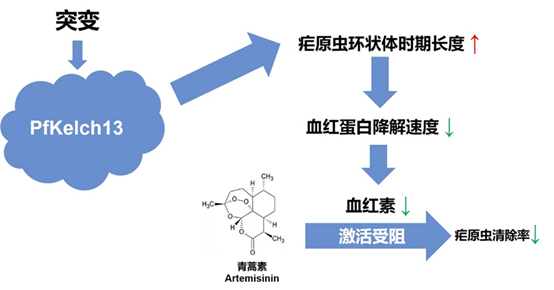 青蒿素——跨越千年 来自传统中药的礼物