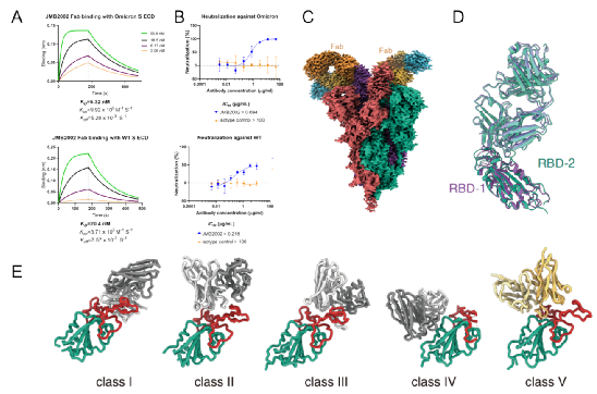 首发 | 中科院徐华强/尹万超团队联合攻关新冠病毒奥密克戎（Omicron）变异株刺突蛋白及其与受体和抗病毒抗体的复合物结构