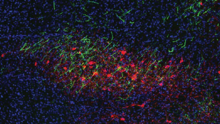 学习偷懒？工作躺平？Cell：科学家找到了导致我们「摸鱼」的那根脑神经