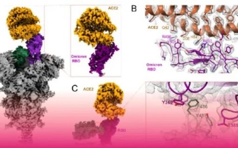首发 | 中科院徐华强/尹万超团队联合攻关新冠病毒奥密克戎（Omicron）变异株刺突蛋白及其与受体和抗病毒抗体的复合物结构