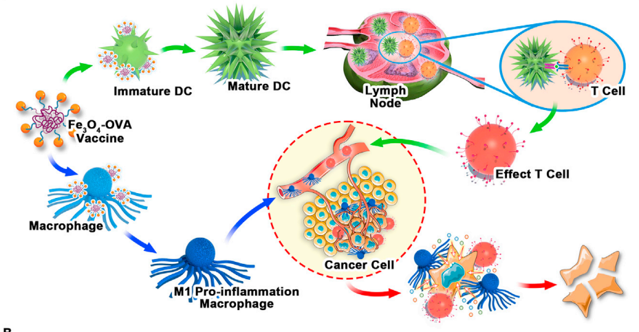肿瘤免疫治疗中的纳米技术前沿