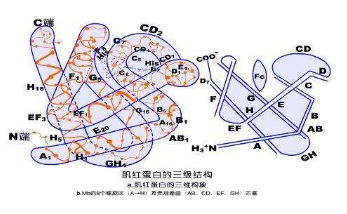 最新！《科学》杂志公布10大年度突破，AI预测蛋白结构为首要发现