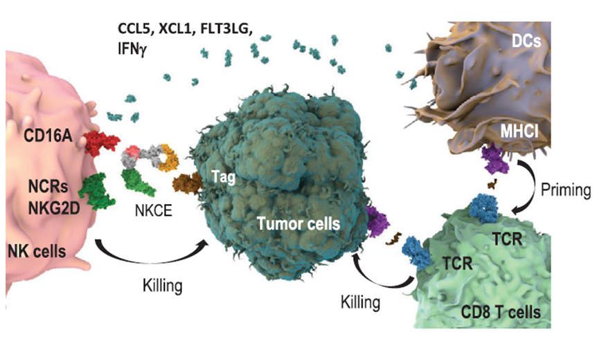 靶向激活NK细胞的双特异抗体！