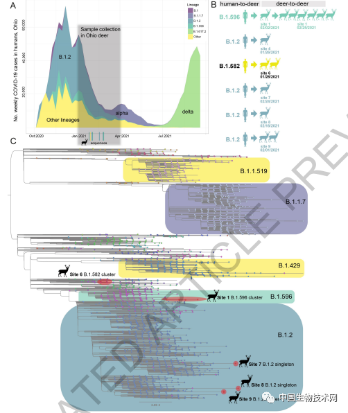Nature重磅：美国野生白尾鹿已携带三种新冠变异株，其中一种与人类中流行的密切相关