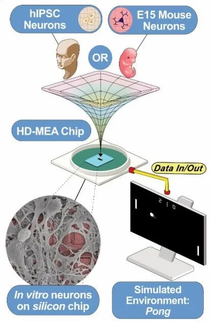 炸裂！培养皿中的人类脑细胞学会了玩“乒乓球”，黑客帝国成真了？