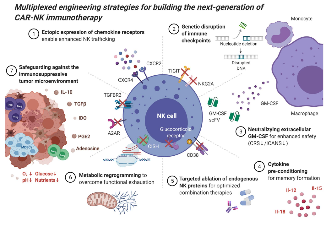 多重基因编辑构建新一代CAR-NK